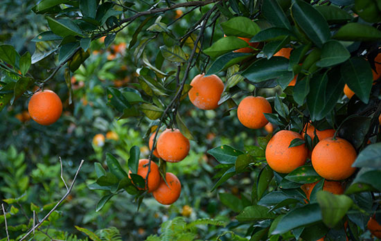 传统企业为什么需要做网站